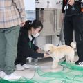 専門学校　ちば愛犬動物フラワー学園 【ドッグトレーナー】飼い主さんになる前に学ぶこと