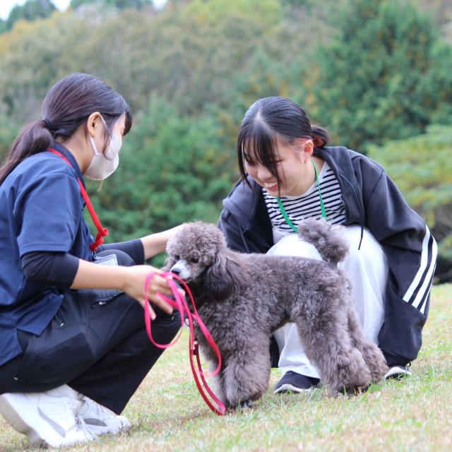 専門学校　ちば愛犬動物フラワー学園 【ドッグトレーナー】シニア犬との暮らし方を学ぼう！1