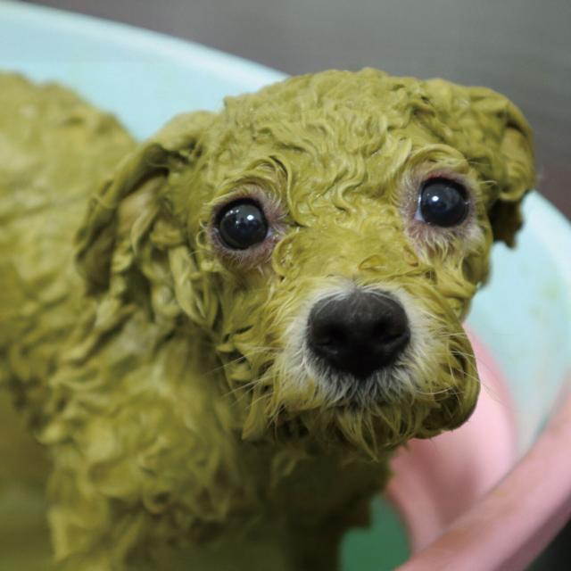 専門学校　福岡ビジョナリーアーツ 【ペット】ワンコのX'masSPECIALケア☆1