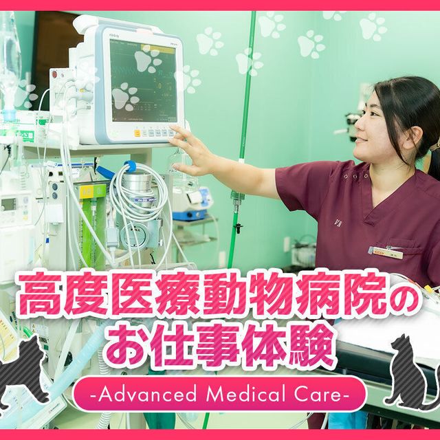ＴＣＡ東京ＥＣＯ動物海洋専門学校 高度医療動物病院のお仕事体験1