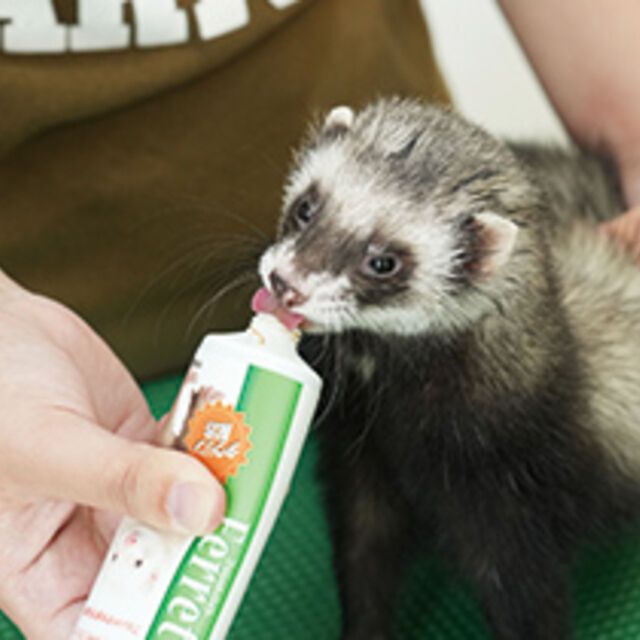 専門学校ビジョナリーアーツ 動物たちにエサやり体験！1