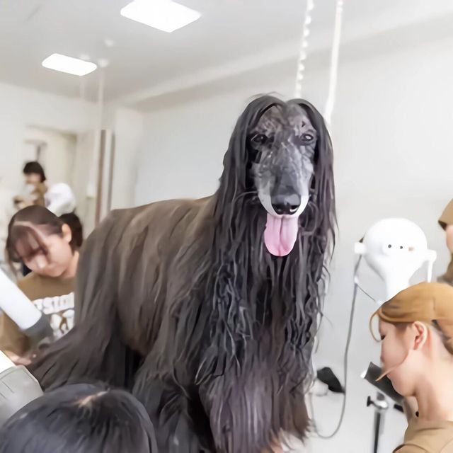 専門学校　福岡ビジョナリーアーツ 【ペット】 大型犬のグルーミングに挑戦！1