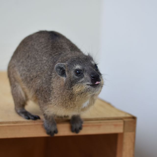 ＫＢＣペットワールド専門学校 動物のプロを目指そう！動物ふれあいスペシャル☆4