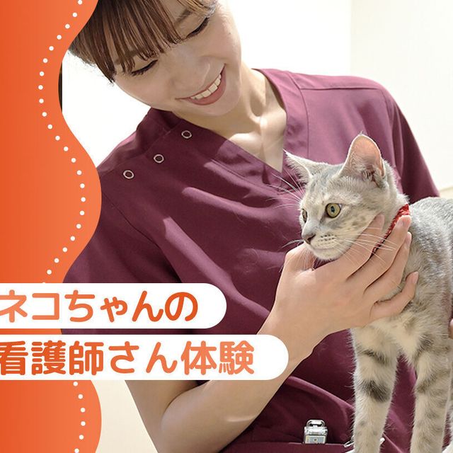 大阪ＥＣＯ動物海洋専門学校 ネコちゃんの看護師さん体験1