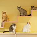 専門学校ビジョナリーアーツ 猫舎体験