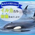 ＴＣＡ東京ＥＣＯ動物海洋専門学校 あなたの知らないイルカたち～鯨類を紹介します！～