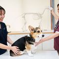 専門学校ビジョナリーアーツ 動物看護師のお仕事体験