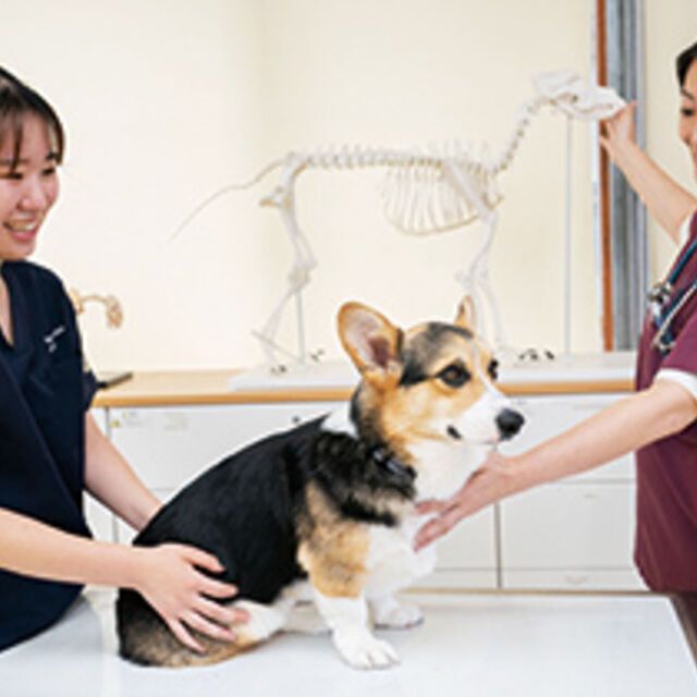 専門学校ビジョナリーアーツ 動物看護師のお仕事体験1