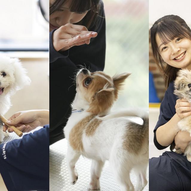 専門学校 福岡ビジョナリーアーツ 【ペット】こいぬのよくばり体験1