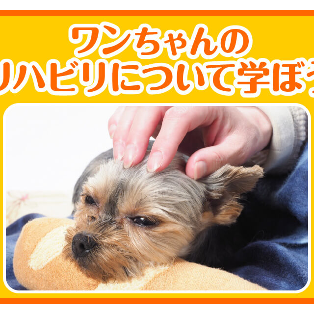 大阪ビジネスカレッジ専門学校 ワンちゃんのリハビリについて学ぼう!1