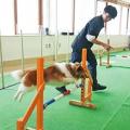 専門学校ビジョナリーアーツ ワンコと一緒にドッグスポーツをしよう！