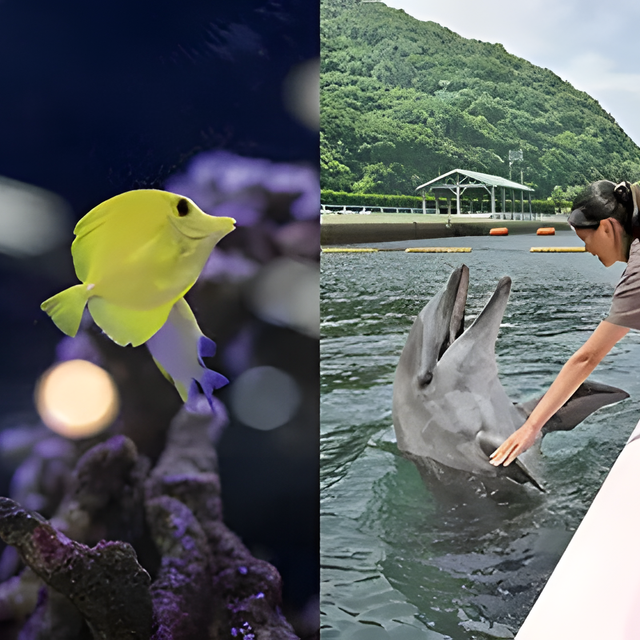 専門学校　福岡ビジョナリーアーツ 【ペット】水族館×ドルフィントレーナーよくばり体験1