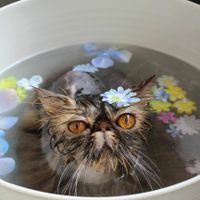 専門学校ちば愛犬動物フラワー学園 動物管理科のオープンキャンパス情報 日程一覧 予約申込 スタディサプリ 進路