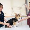 専門学校　福岡ビジョナリーアーツ 【看護】動物看護学科説明会＆お仕事体験