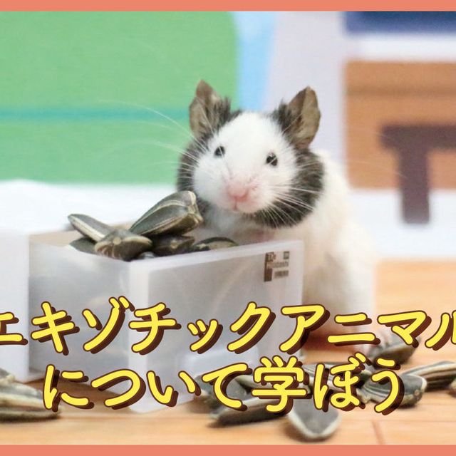 ＴＣＡ東京ＥＣＯ動物海洋専門学校 エキゾチックアニマルについて学ぼう1