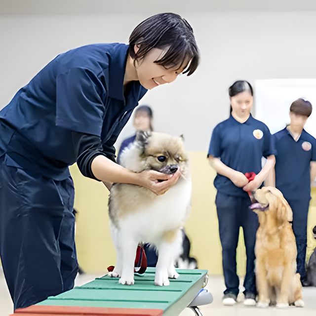専門学校　福岡ビジョナリーアーツ 【ペット】DREAM CLASS★担当犬のトレーニング1