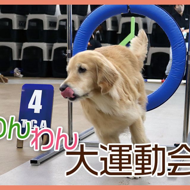 ＴＣＡ東京ＥＣＯ動物海洋専門学校 犬好き集まれ！ わんわん大運動会1