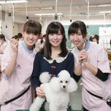 愛犬総合学科　プロの指導で犬の美容を学べる学校の体験入学の詳細
