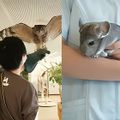 専門学校　福岡ビジョナリーアーツ 【ペット・看護】3専攻よくばり体験（小動物）