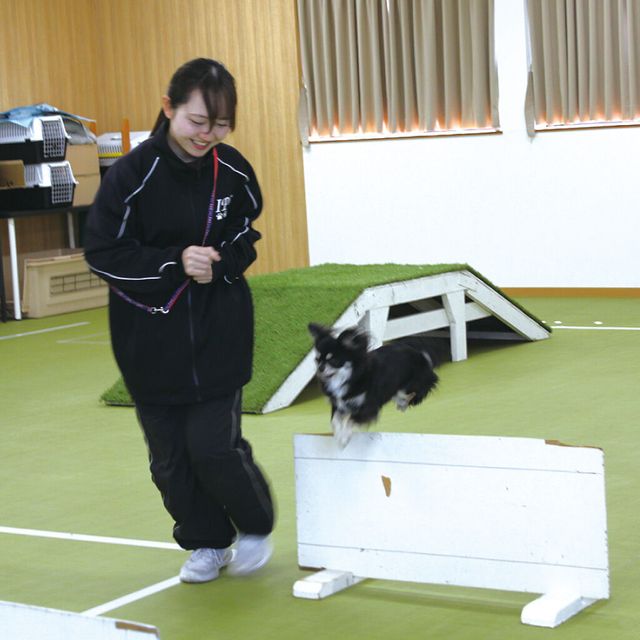 愛知ペット専門学校 ドッグトレーナーお仕事体験　大型犬訓練ＳＰ2