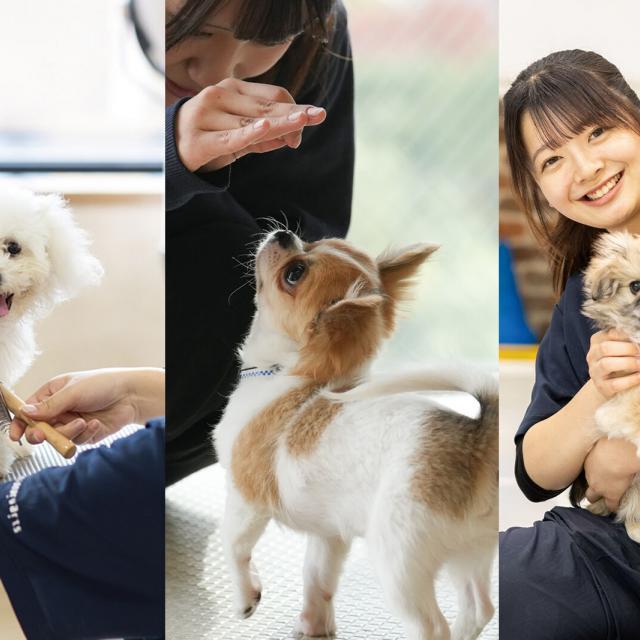専門学校 福岡ビジョナリーアーツ 【ペット】ワンコと一緒によくばり体験☆1