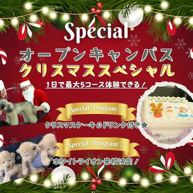 専門学校　ちば愛犬動物フラワー学園 【オープンキャンパス】 ～クリスマススペシャル～1