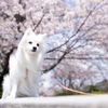 北海道どうぶつ・医療専門学校 【スペシャル】わんこと一緒にお花見