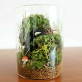 グリーンデザイン実習★苔テラリウムを作ろう！の詳細