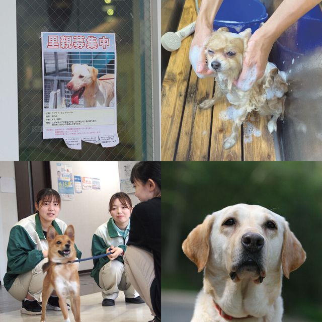 愛知ペット専門学校 ナーシング＆トリミング科　アニマルセラピー＆保護犬活動ＳＰ1