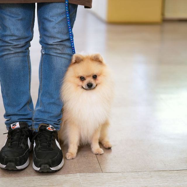 高崎動物専門学校 【ドッグトレーナー】トレーニングの基礎「呼び戻し」を学ぼう！1