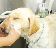 大型犬のシャンプーに挑戦 専門学校ビジョナリーアーツのオープンキャンパス情報と予約申込 スタディサプリ 進路