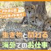ＴＣＡ東京ＥＣＯ動物海洋専門学校 サファリガイド来校！生き物と関わる海外でのお仕事