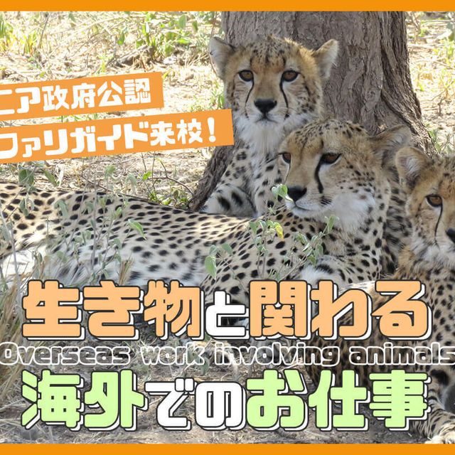 ＴＣＡ東京ＥＣＯ動物海洋専門学校 サファリガイド来校！生き物と関わる海外でのお仕事1