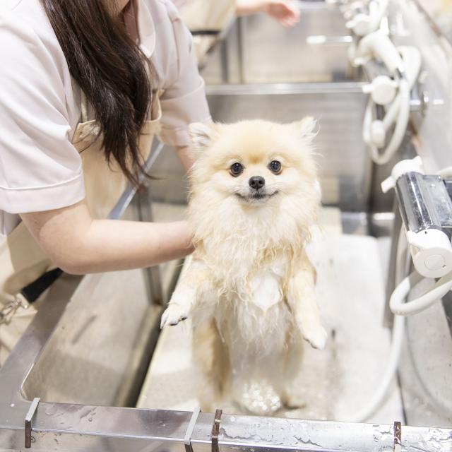 北海道どうぶつ・医療専門学校 【トリマー専攻】トリマーさんとふわふわシャンプーに挑戦1