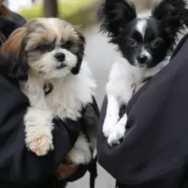 専門学校ビジョナリーアーツ こいぬのお散歩トレーニング！1