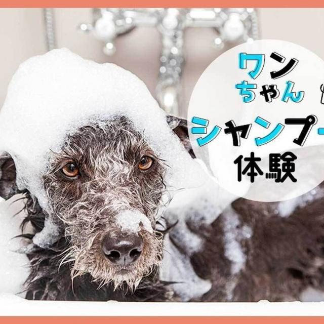 TCA東京ECO動物海洋専門学校 ワンちゃんシャンプー体験1