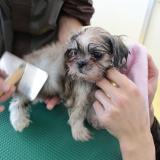 3/21(木・祝) ・子犬のお手入れの詳細