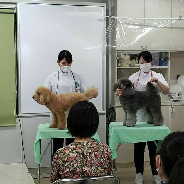 東京愛犬専門学校 資料請求 願書請求 学校案内 スタディサプリ 進路