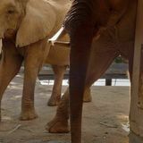 第6回　動物園の方の話しを聞こう！の詳細