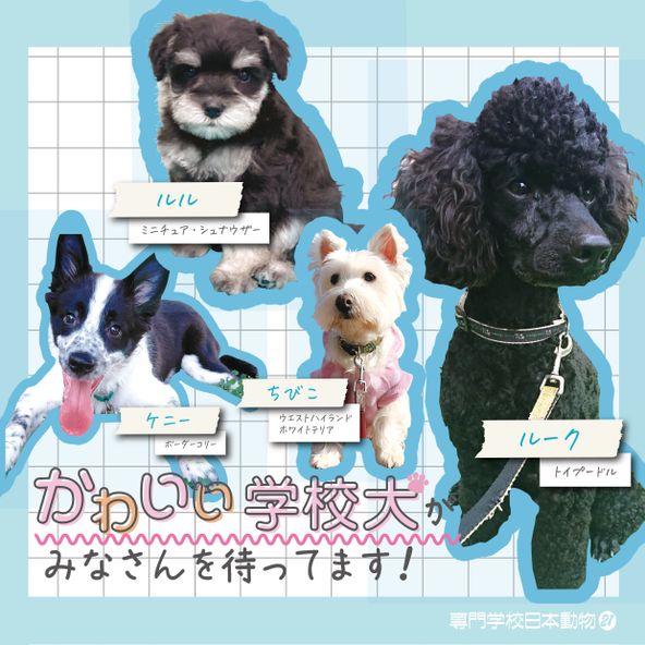 専門学校日本動物２１ 資料請求 願書請求 学校案内 スタディサプリ 進路