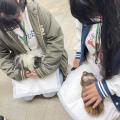 専門学校　ちば愛犬動物フラワー学園 【動物飼育】色々な品種のモルモットをケアしてみよう☆