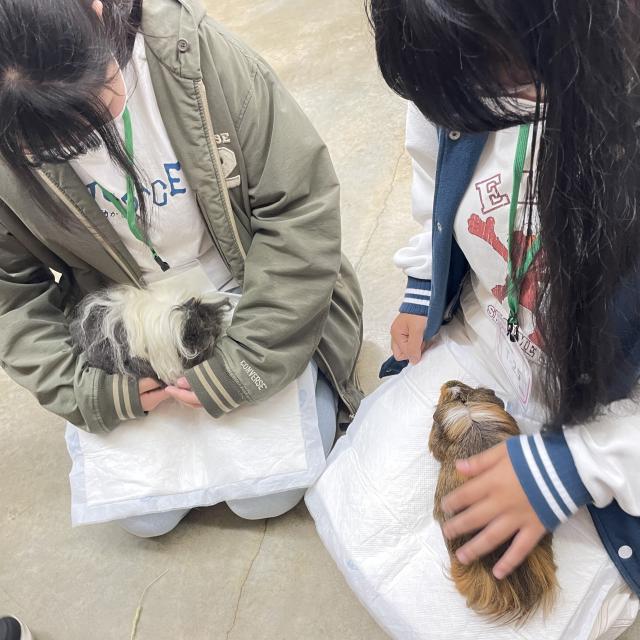 専門学校　ちば愛犬動物フラワー学園 【動物飼育】色々な品種のモルモットをケアしてみよう☆1