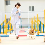 ペピイのワンちゃんと楽しむ！トレーニング体験の詳細
