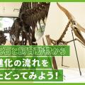 ＴＣＡ東京ＥＣＯ動物海洋専門学校 化石と飼育動物から、進化の流れをたどってみよう！