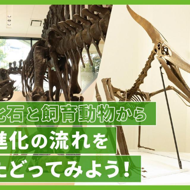 ＴＣＡ東京ＥＣＯ動物海洋専門学校 化石と飼育動物から、進化の流れをたどってみよう！1