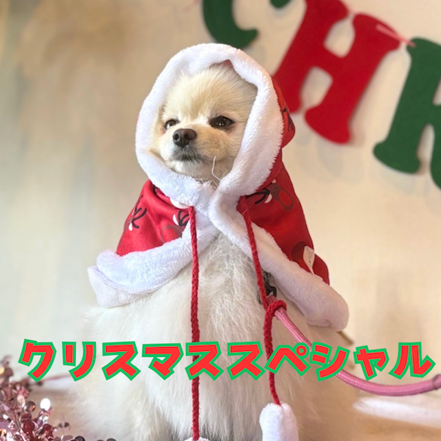 群馬動物専門学校 クリスマススペシャル！３つのコースまるごと体験1