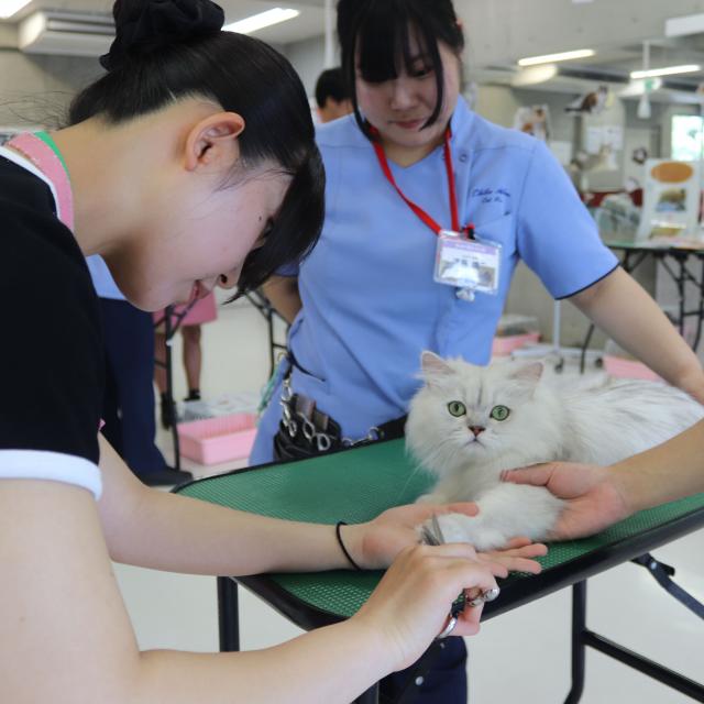 専門学校　ちば愛犬動物フラワー学園 【キャットプロ】まんまる可愛い猫の足先カットを体験♪1