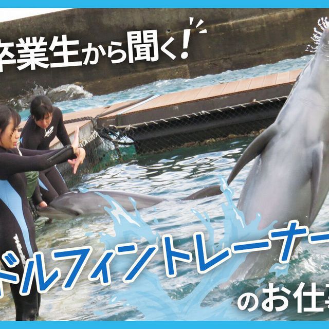 ＴＣＡ東京ＥＣＯ動物海洋専門学校 卒業生から聞く！ドルフィントレーナーのお仕事1