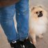 高崎動物専門学校 【ドッグトレーナー】パートナー犬にトリック（芸）を教えよう2