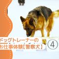 大阪ＥＣＯ動物海洋専門学校 ドッグトレーナー体験（警察犬）